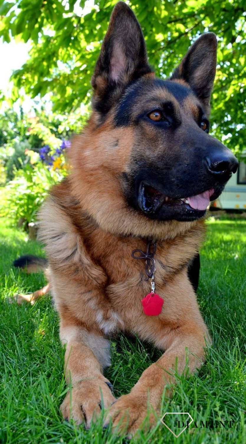 Blaszka dla pupila łapka psa 3,5 cm z miejscem na grawer Łapka psa red L.  Blaszka w formie adresówki, identyfikatora dla psa. Blaszka z miejscem na grawer. Na adresówce możemy wygrawerować np. imię psa i nr telefonu do właści.jpg